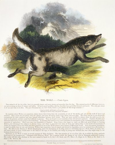 Il lupo (Canis lupus) illustrazione educativa pubblicata dalla Society for Promoting Christian Knowledge, 1843 da Josiah Wood Whymper