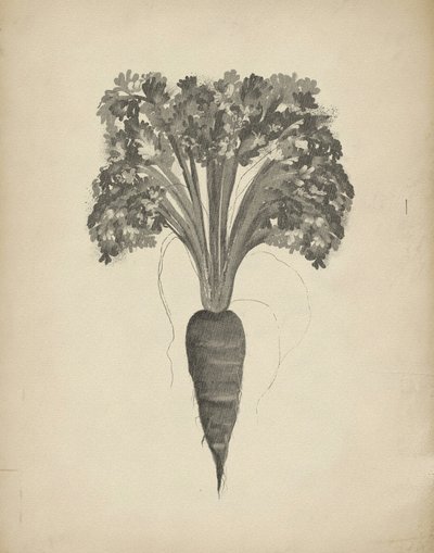 Disegno botanico di una carota da Josie George