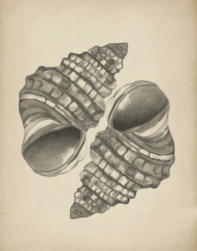 Conchiglie a spirale dettagliate da Josie George