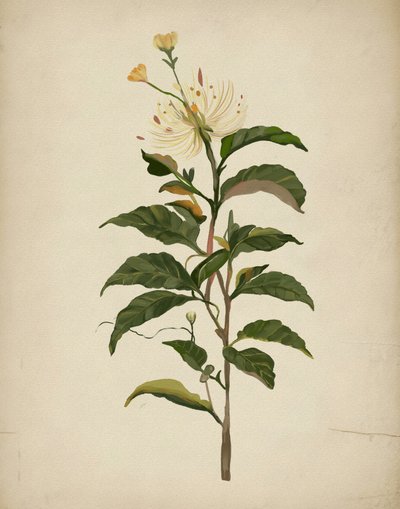 Elegante fioritura botanica da Josie George