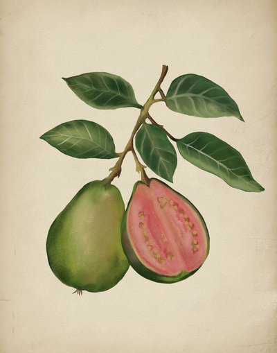 Guava fresca botanica da Josie George