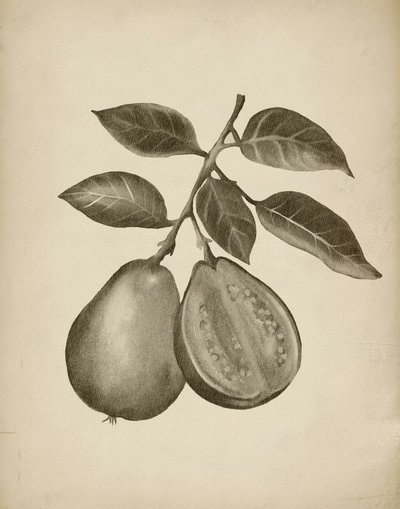 Studio botanico sulla guava da Josie George