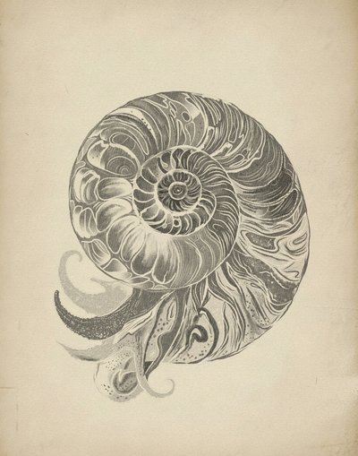 Intricata spirale di nautilus da Josie George