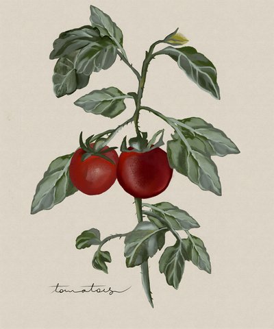 Pomodori maturi sul ramo da Josie George