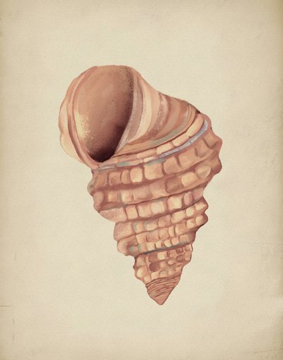 Studio sulle conchiglie a spirale da Josie George