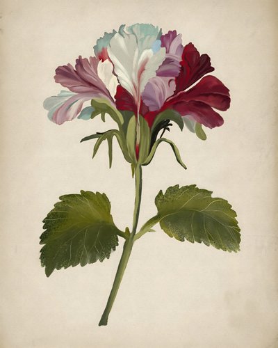 Una fioritura rigogliosa di geranio da Josie George