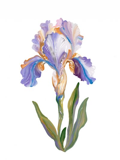 Iris dai colori vivaci e dall