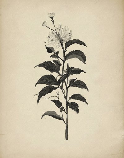 Illustrazione botanica d