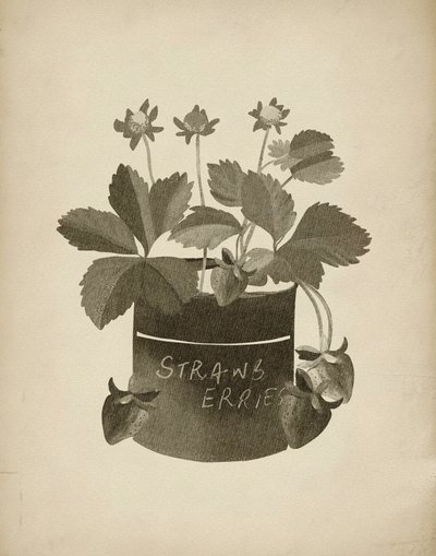 Illustrazione vintage di fragole da Josie George