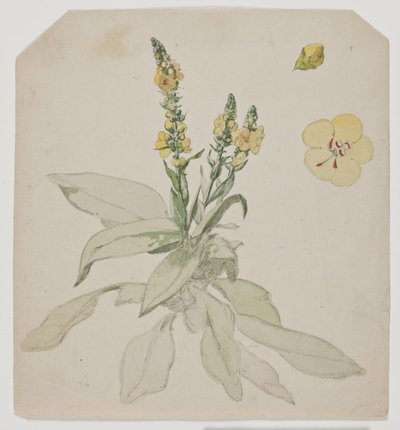 Verbasco in fiore da Jørgen Roed