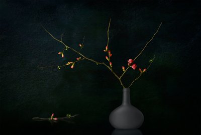 Rami in fiore scuri da Juan Antonio Palacios
