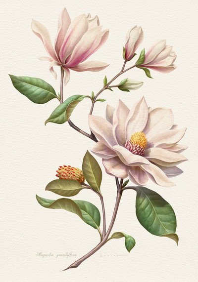 Fiori di magnolia in fiore da Juan Hernaz