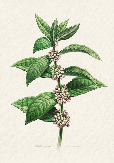 Menta fiorita - Descrizione botanica da Juan Hernaz