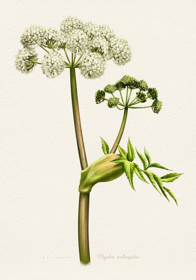 Illustrazione botanica dell