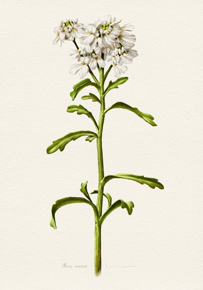 Candytuft bianco - Descrizione botanica da Juan Hernaz