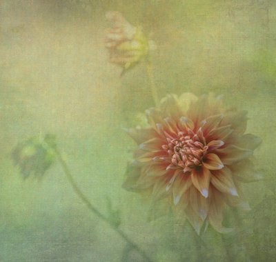  da Judy Tseng