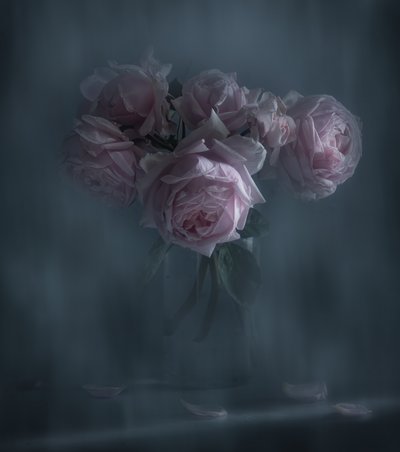 Rose rosa malinconiche da Judy Tseng