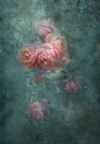 Rose tenui e malinconiche da Judy Tseng
