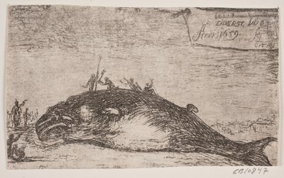 Una balena arenata a Eiderstedt da Jürgen Ovens