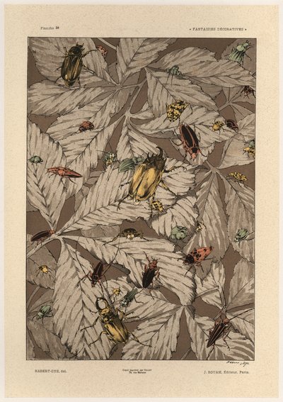 Coleotteri, tavola 38 da 