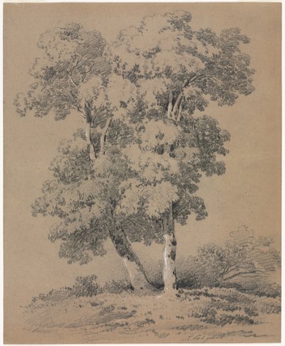 Studio di Albero da Jules Coignet