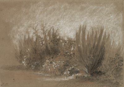Genets et Ronces (Ginestra e rovi) da Jules Dupré