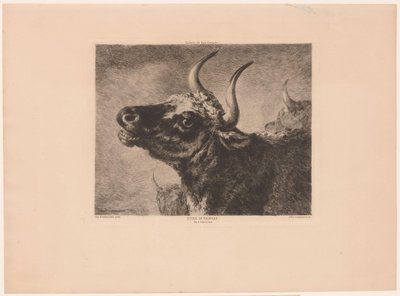 Testa di toro da Jules Ferdinand Jacquemart