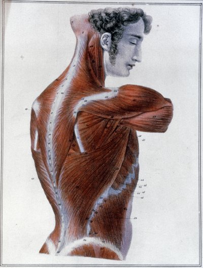 Muscoli della schiena da Jules Germain Cloquet