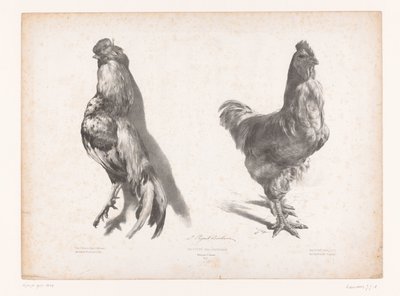 Studio di un pollo morto e uno vivo da Jules Joseph Augustin Laurens