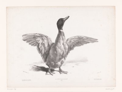 Studio di un
