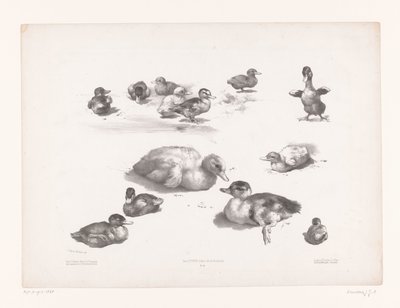 Studi di anatre e anatroccoli da Jules Joseph Augustin Laurens