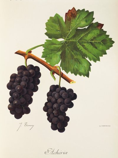 Uva Acheria da Jules Troncy