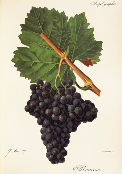 Uva Albourion da Jules Troncy