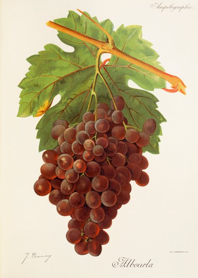 Uva Albourla da Jules Troncy
