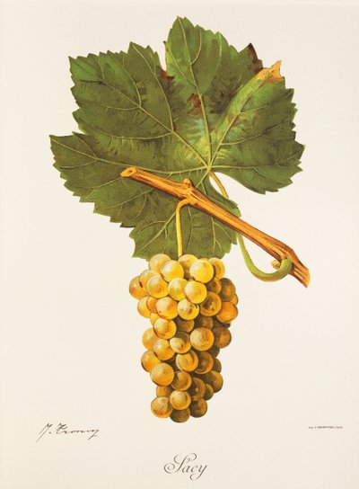 Uva Albourla da Jules Troncy
