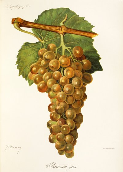Uva Aramon Gris da Jules Troncy