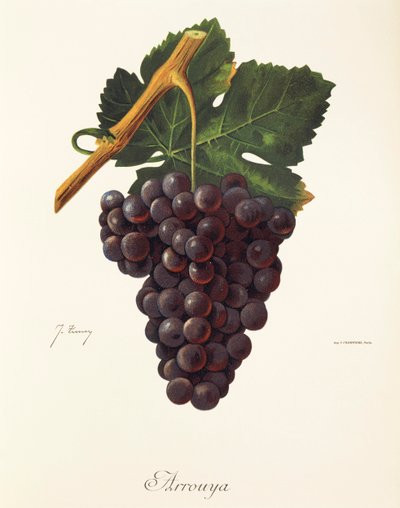 Uva Arrouya di J. Troncy da Jules Troncy