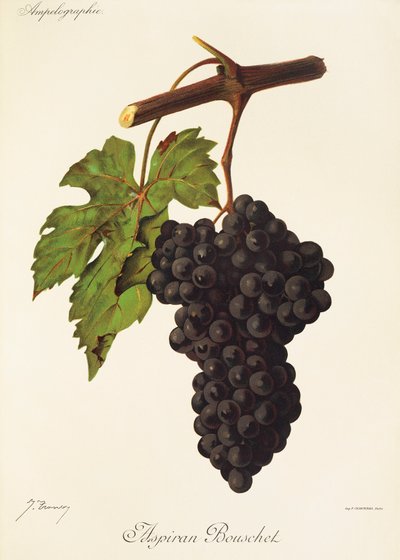 Uva Aspiran Bouschet da Jules Troncy