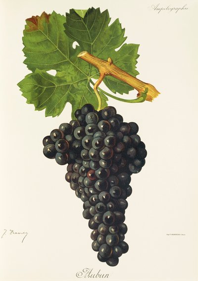 Uva Aubun da Jules Troncy