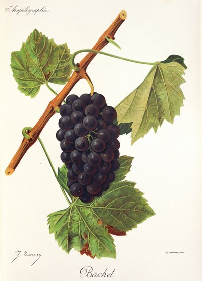 Uva Bachet da Jules Troncy