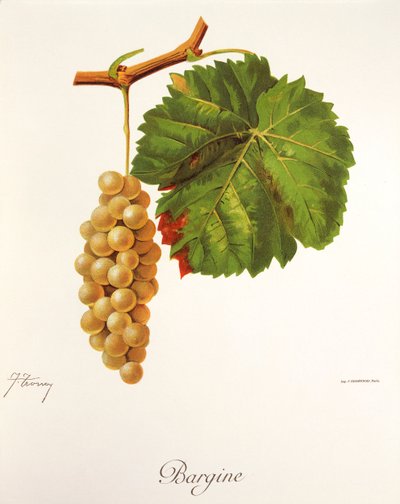 Uva Bargine da Jules Troncy