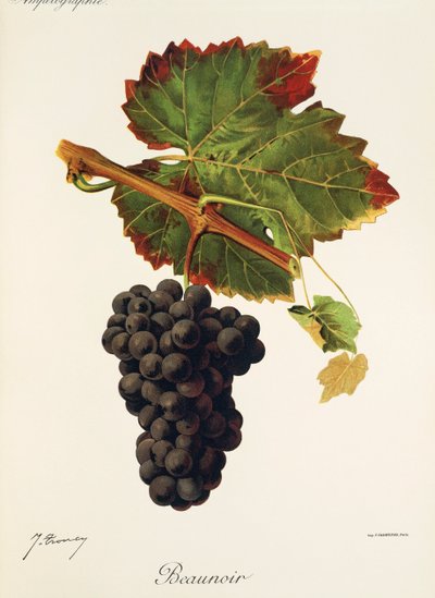 Uva Beaunoir da Jules Troncy