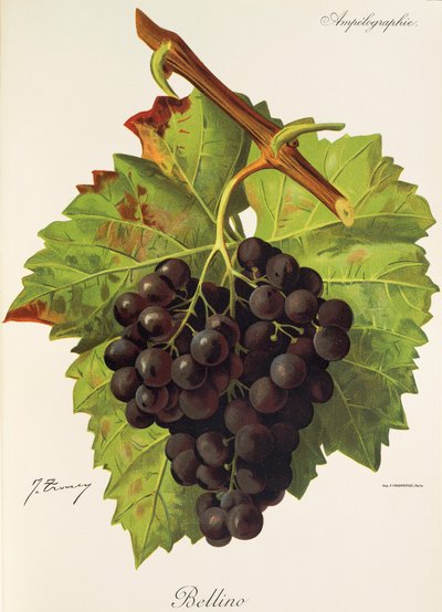 Uva Bellino da Jules Troncy