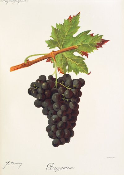 Berzamino da Jules Troncy