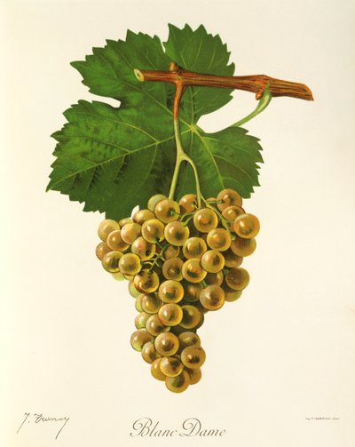 Uva Blanc Dame di J. Troncy da Jules Troncy