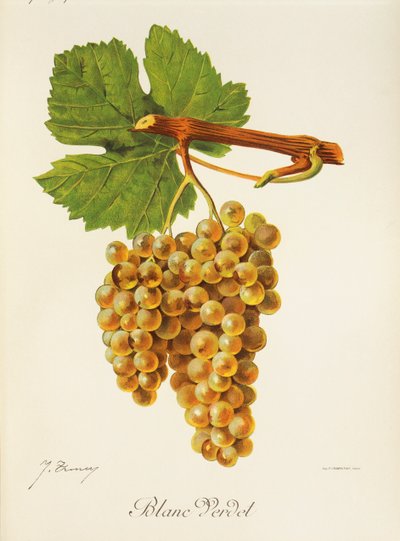 Uva Blanc Verdet di J. Troncy da Jules Troncy