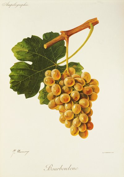 Uva Bourboulenc da Jules Troncy