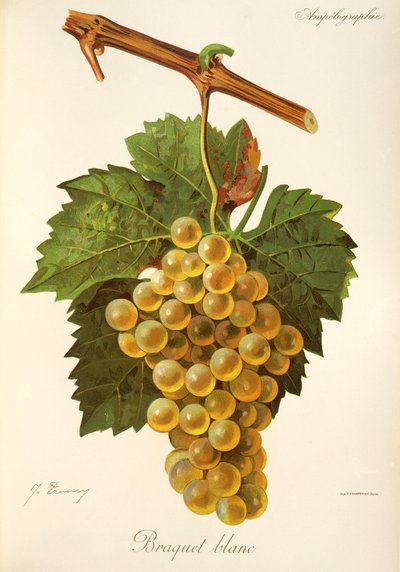 Uva Braquet Blanc da Jules Troncy