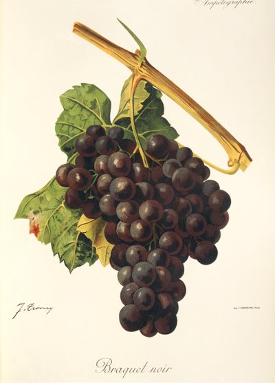 Braquet Noir da Jules Troncy