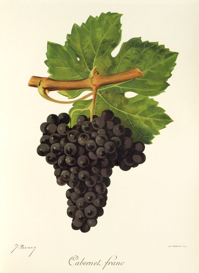 Cabernet Franc da Jules Troncy